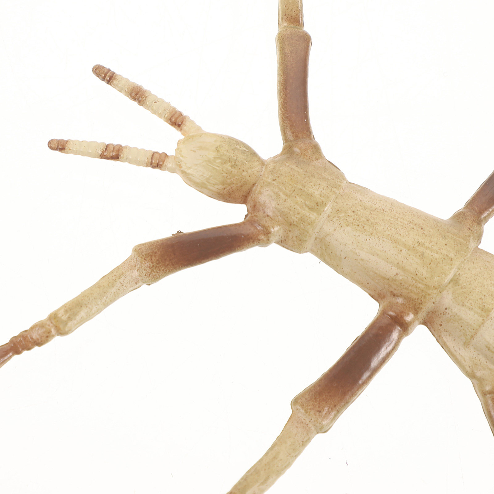 Sturdy Plastic Stick Insect fo - Kids Education Activities 评论和价格
